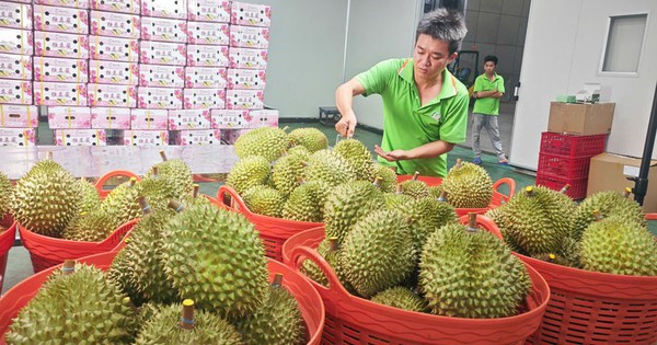 Lo xuất khẩu sầu riêng... hết thời