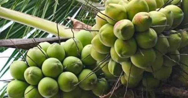 Giá dừa lập đỉnh mới