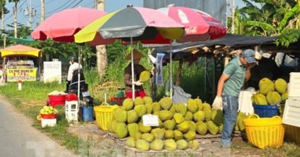 Cám cảnh 'trái cây vua': Tiểu thương thờ ơ, người trồng mỏi mòn chờ khách