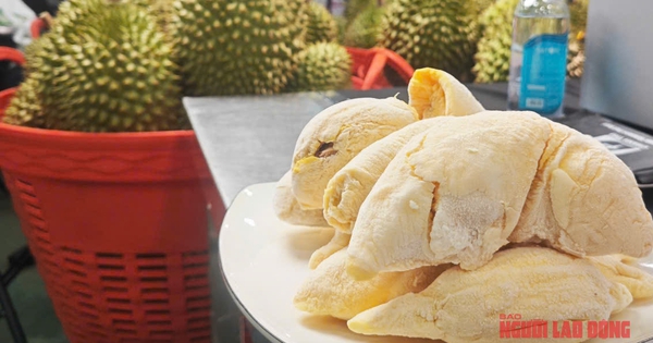 Giá sầu riêng tiếp tục giảm sâu, có loại chỉ còn 25.000 đồng/kg