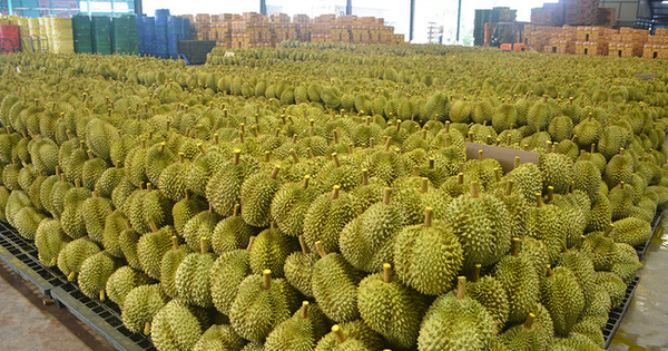 Không phải Thái Lan hay Việt Nam, một đối thủ sở hữu loại sầu riêng ‘độc nhất’ được Trung Quốc, Singapore liên tục săn lùng, giá gần 800.000 đồng/kg