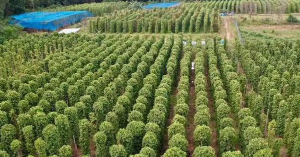 Mỹ bất ngờ săn lùng một 'mỏ vàng' đắt đỏ của Việt Nam: Nước ta xuất khẩu bằng cả thế giới cộng lại, thu về nửa tỷ USD kể từ đầu năm