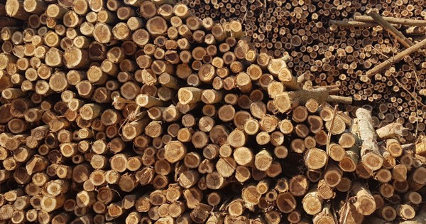 Mỹ vừa đổ gần 2 tỷ USD săn 'báu vật' của Việt Nam: thuế nhập khẩu 0%, Việt Nam là đối tác lớn nhất của Mỹ ở mặt hàng này