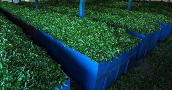 Mỹ săn hàng nghìn tấn 'vàng xanh' của Việt Nam với giá đắt đỏ: thuế nhập khẩu 0%, Việt Nam là ông trùm đứng thứ 5 thế giới