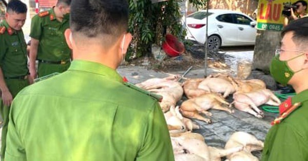 Kinh hãi gần 800 kg thịt lợn bốc mùi suýt bị tuồn ra thị trường