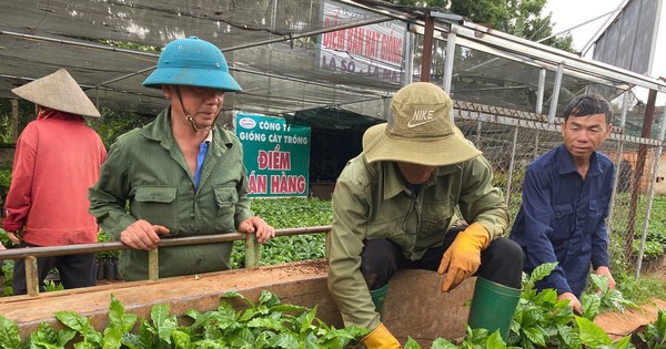 Cây cà phê giống 'cháy' hàng