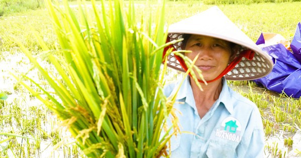 Nông dân mất mùa vì hàng chục ha lúa không chịu… "cúi đầu"