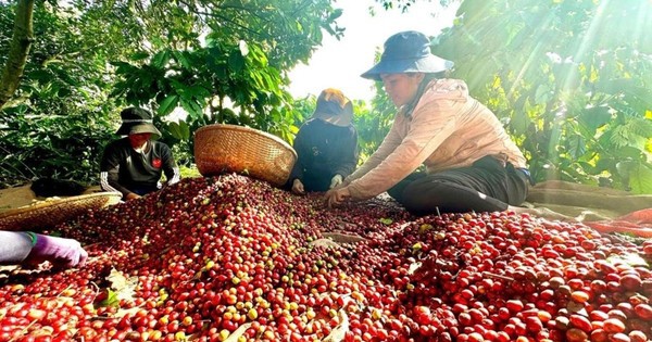 Việt Nam có cà phê đặc sản, giá cao gấp đôi mặt bằng thế giới