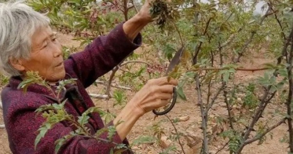 Cây xưa chỉ trồng lấy quả, nay ngắt lá đem bán cũng ra tiền