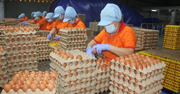 Đề nghị xác minh, xử lý nghiêm việc bịa đặt về trứng gà giả khiến người nông dân điêu đứng