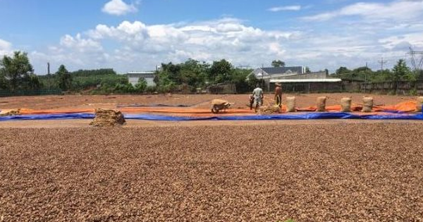 'Cứu tinh' từ Campuchia đổ bộ giúp Việt Nam củng cố ngôi vương của thế giới: Nhập khẩu hơn 1 triệu tấn trong quý 1, là mặt hàng được Mỹ cực ưa chuộng