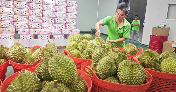 Nghị định thư xuất sầu riêng sang Trung Quốc sắp hết hạn, Hiệp hội gửi "tâm thư" tới Bộ trưởng