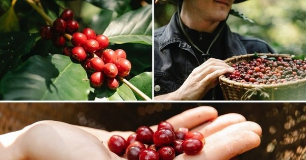 Cà phê Robusta Việt Nam đang bị đe dọa