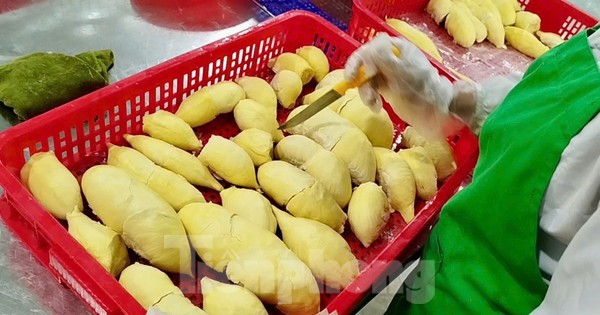 'Báo động đỏ' sầu riêng Việt Nam
