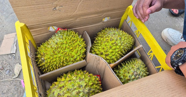 Sầu riêng vừa đón tin vui từ Trung Quốc