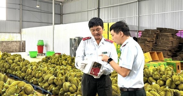 Sầu riêng nhiễm chất cấm: ‘Nếu đất không sạch, trái cũng khó lành’