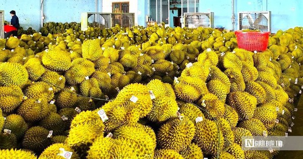 Vì sao doanh nghiệp khẳng định không nhúng thuốc vẫn phát hiện chất vàng ô trong sầu riêng?