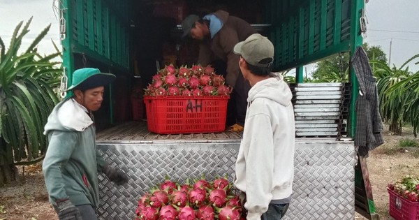 Thanh long Bình Thuận rớt giá sâu đầu vụ, nhà vườn lao đao