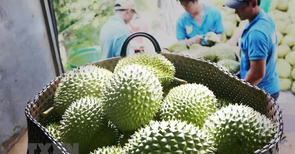 Thêm cơ hội cho sầu riêng Việt tại Trung Quốc