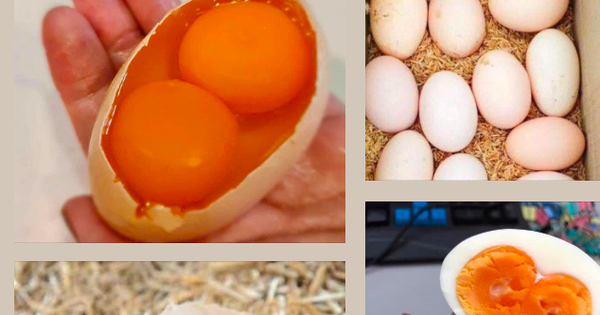 Thực hư thông tin về các loại trứng gà 2 lòng đỏ, vỏ nhiều màu sắc