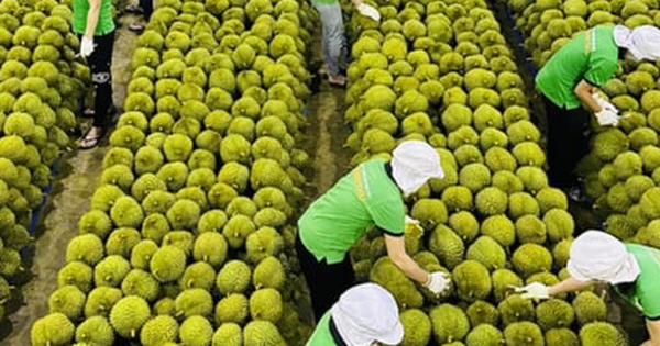 Kiểm soát chặt sầu riêng từ vườn đến xuất khẩu, xử lý hình sự nếu vi phạm nặng