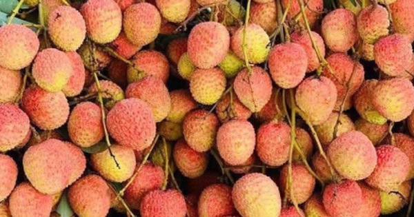 Chợ mạng rao bán vải u hồng chín sớm, giá rẻ bất ngờ