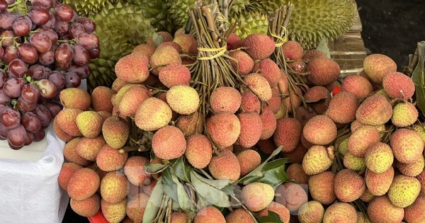 Vải thiều vào vụ, giá rẻ bất ngờ