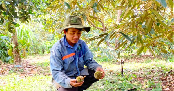 Sầu riêng non ở Gia Lai rụng hàng loạt