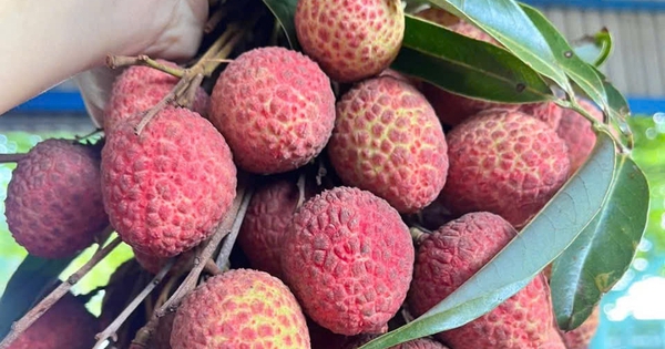 Vải thiều đầu vụ bán 60.000 đồng/kg