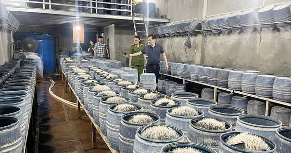 Cận cảnh cơ sở dùng hóa chất độc hại để sản xuất gần 350 tấn giá đỗ bán cho người dân