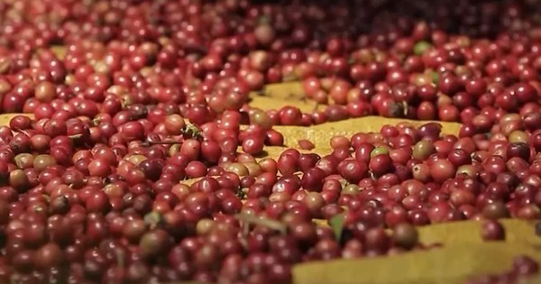 5 tháng xuất khẩu cà phê đạt 4,2 tỷ USD