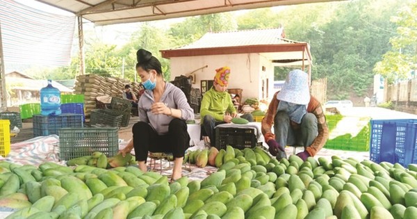 Xoài Việt Nam đang ‘làm mưa làm gió’ ở Trung Quốc