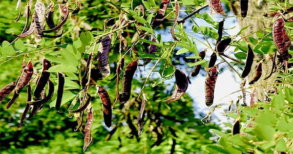 Loại quả dại quen thuộc ở Việt Nam giúp dân bảo vệ rừng, kiếm tiền tỷ: Ở Trung Quốc bán giá gấp 10 lần