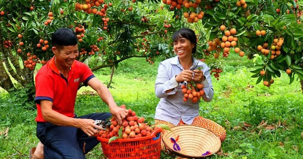 Hơn 2.000 tấn vải thiều dự kiến được xuất khẩu