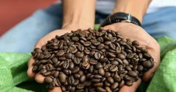 Giá cà phê Robusta lao dốc