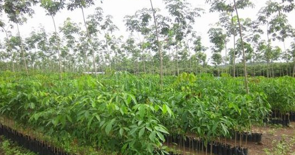 ‘Vàng trắng’ từ Hàn Quốc đổ bộ giúp Việt Nam giữ vị thế top đầu nhưng Thái Lan mới là ông trùm của thế giới