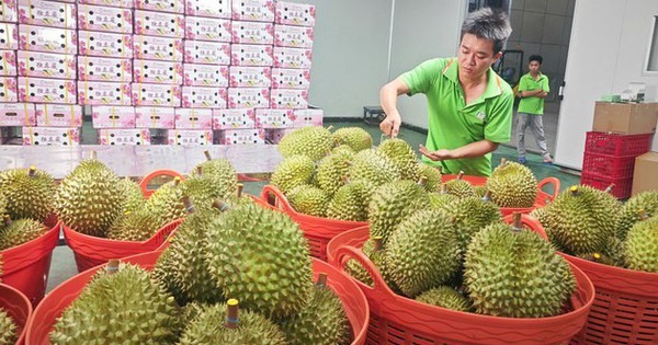 Cục Hải quan chỉ đạo ưu tiên thông quan mặt hàng sầu riêng