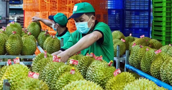 Sầu riêng Việt Nam bị Trung Quốc trả về ồ ạt: DN kiến nghị Thủ tướng chỉ đạo làm rõ một chuyện bất thường