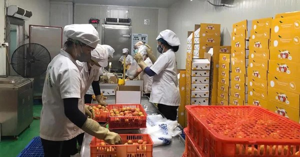 Lô vải thiều đầu tiên của năm 2025 đã được xuất khẩu qua Nhật Bản