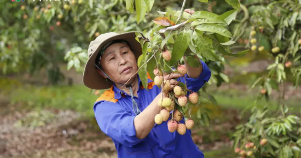 Hải Dương mở cửa vườn, xuất khẩu lô vải đầu tiên năm 2025