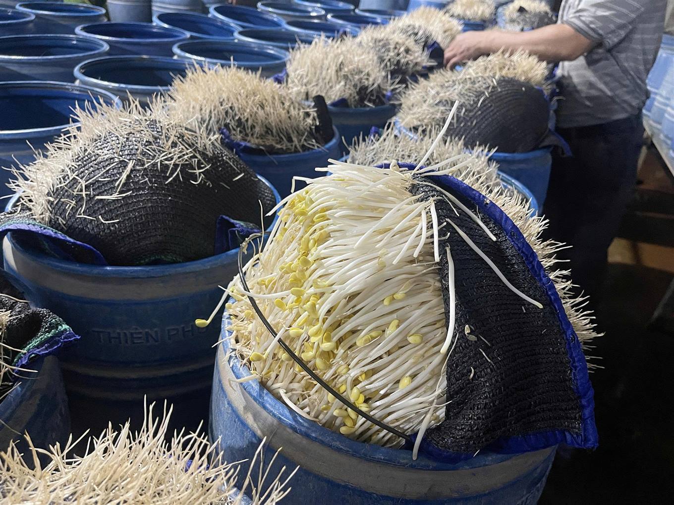 Cận cảnh cơ sở dùng hóa chất độc hại để sản xuất gần 350 tấn giá đỗ bán cho người dân - Ảnh 3