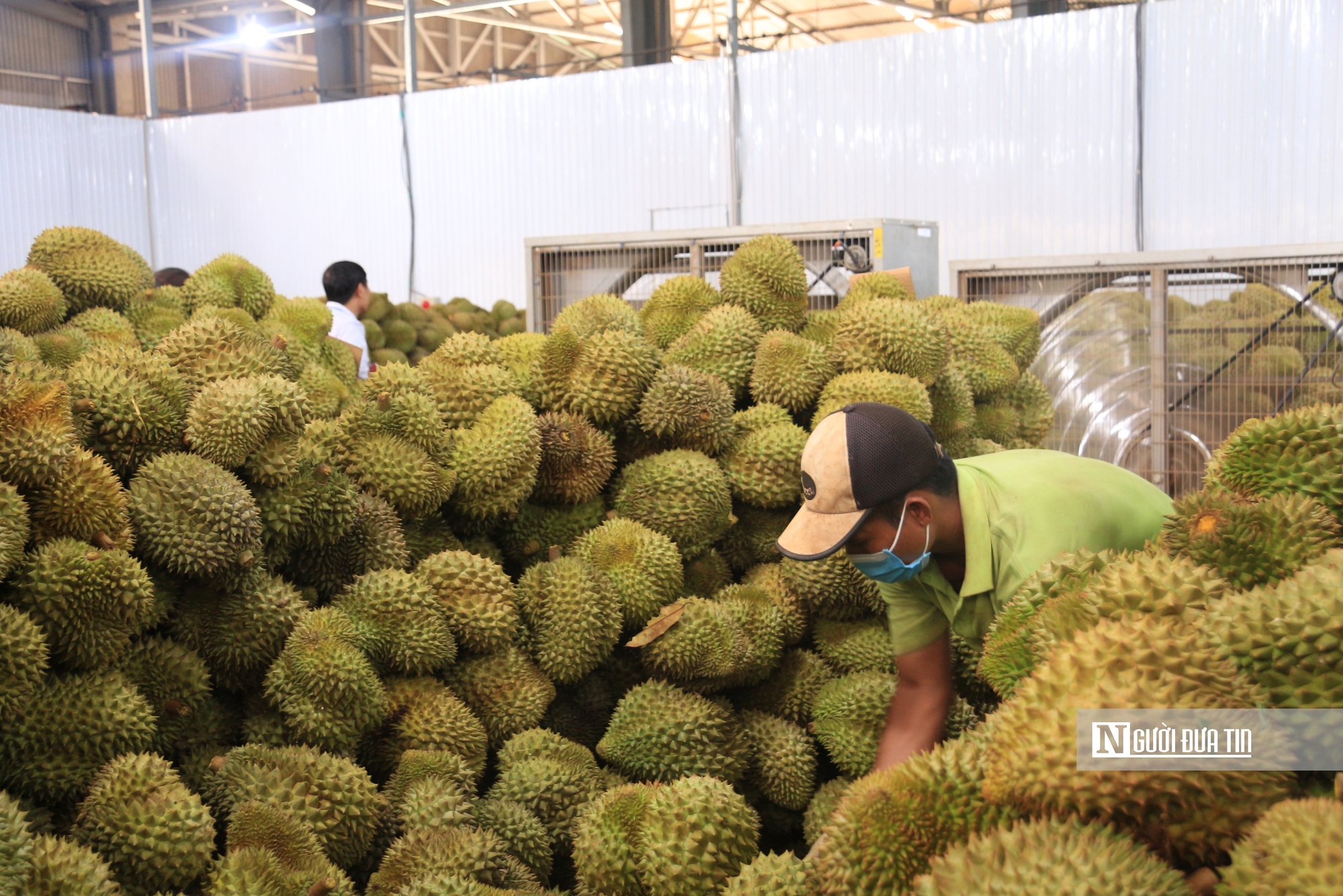 Vì sao doanh nghiệp khẳng định không nhúng thuốc vẫn phát hiện chất vàng ô trong sầu riêng? - Ảnh 1