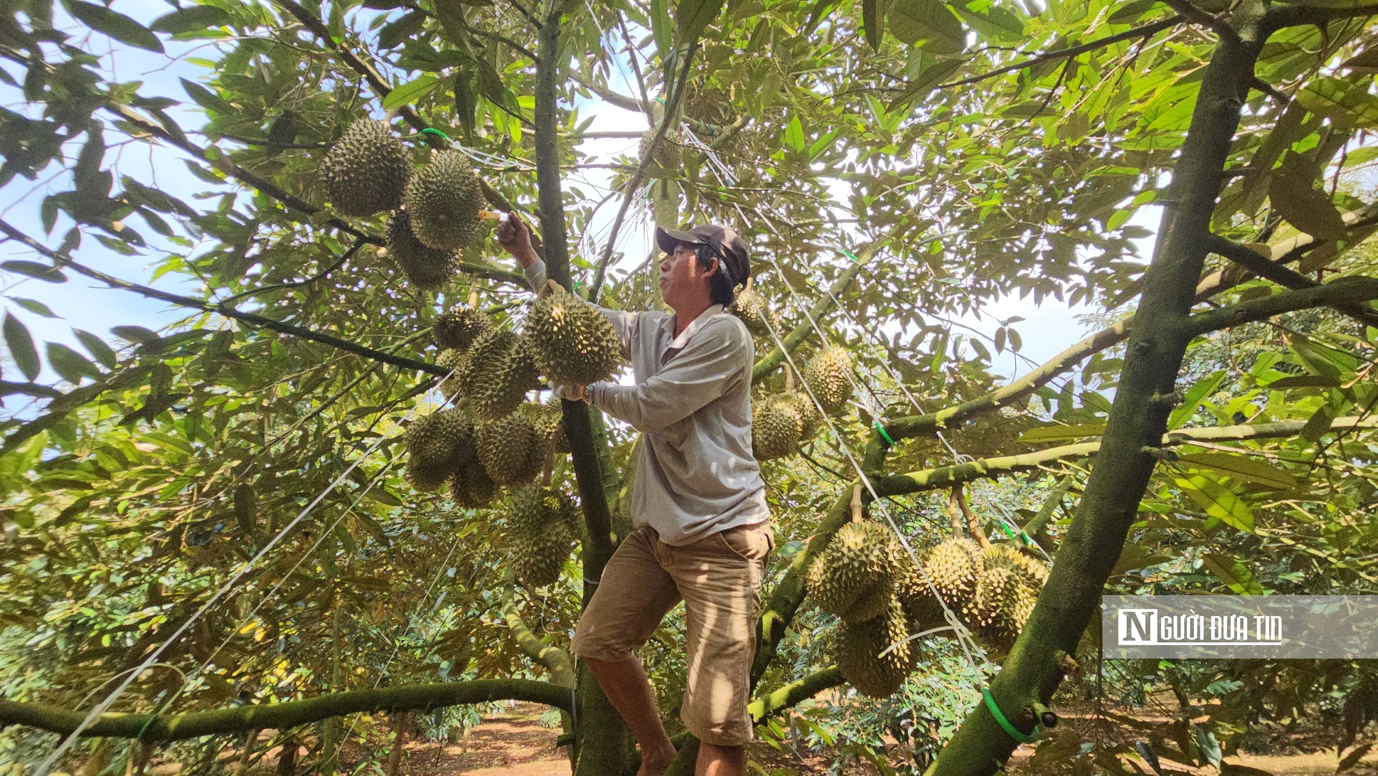 Vì sao doanh nghiệp khẳng định không nhúng thuốc vẫn phát hiện chất vàng ô trong sầu riêng? - Ảnh 2