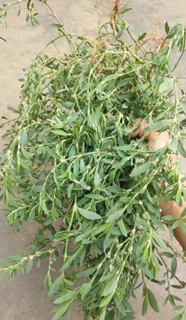 Người Việt biến lá rau dại thành "lá vàng", hái đếm tiền không xuể - Ảnh 2