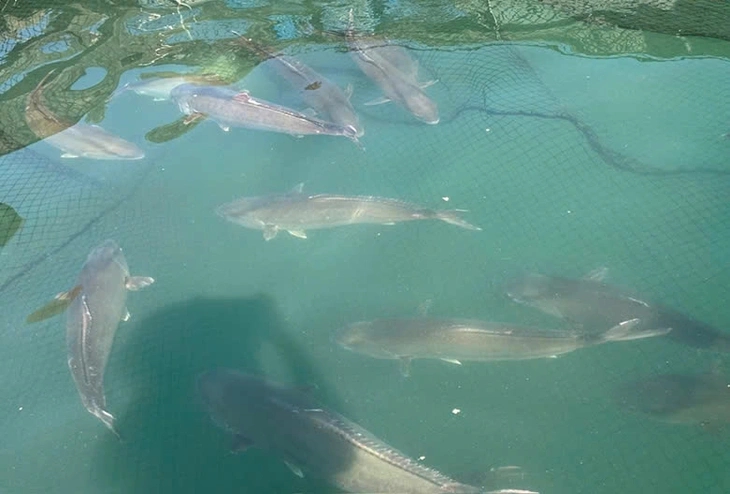 Việt Nam là quốc gia đầu tiên trên thế giới làm được việc này, Trung Quốc và Nhật Bản vẫn chưa thành công - Ảnh 2