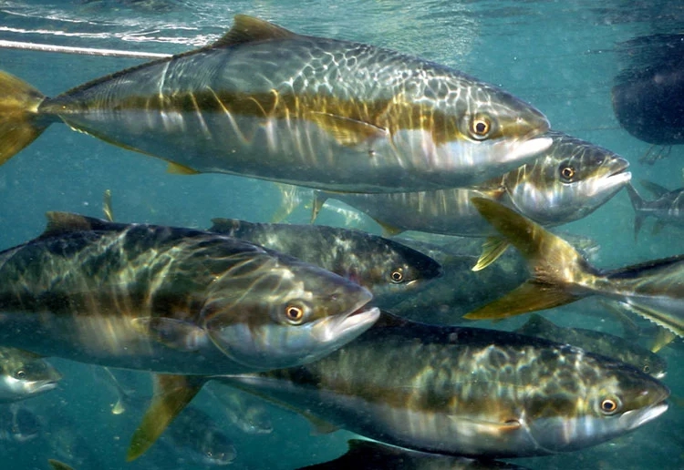 Việt Nam là quốc gia đầu tiên trên thế giới làm được việc này, Trung Quốc và Nhật Bản vẫn chưa thành công - Ảnh 3