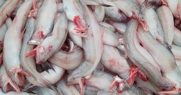 Loại cá rẻ như khoai, từng đem cho lợn ăn nay thành đặc sản, giá trên 200.000 đồng/kg