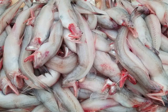 Loại cá rẻ như khoai, từng đem cho lợn ăn nay thành đặc sản, giá trên 200.000 đồng/kg - Ảnh 1