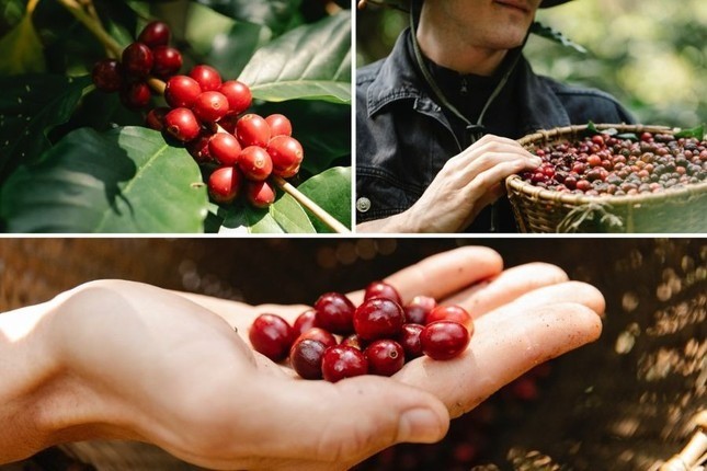 Cà phê Robusta Việt Nam đang bị đe dọa - Ảnh 1