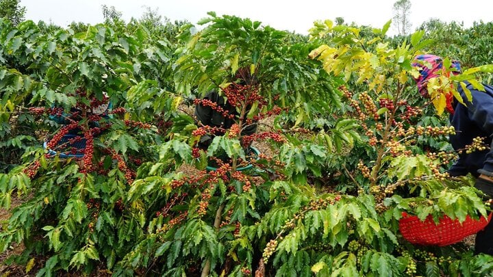 Xuất khẩu cà phê có thể vượt mốc 6 tỷ USD - Ảnh 1